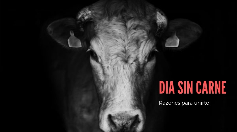 dia sin carne razones para unirte